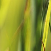 Monatsthema Natur abstrakt - Fotografin Jutta R. Buchwald