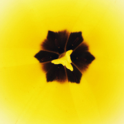 Monatsthema Natur abstrakt - Fotografin Nicole Gieseler