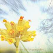 Monatsthema Natur abstrakt - Fotograf Thomas Stähler