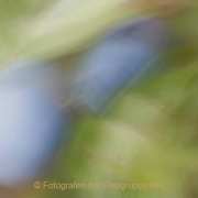 Monatsthema Natur abstrakt - Fotograf Thomas Stähler