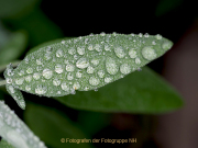 Monatsthema Wassertropfen - Fotografin Anne Jeuk