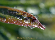 Monatsthema Wassertropfen - Fotografin Anne Jeuk