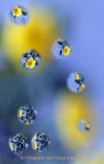 Monatsthema Wassertropfen - Fotografin Anne Jeuk