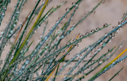 Monatsthema Wassertropfen - Fotografin Anne Jeuk