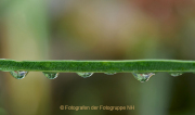 Monatsthema Wassertropfen - Fotografin Anne Jeuk
