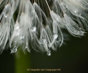 Monatsthema Wassertropfen - Fotografin Anne Jeuk