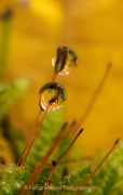 Monatsthema Wassertropfen - Fotografin Anne Jeuk