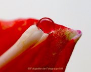Monatsthema Wassertropfen - Fotografin Anne Jeuk