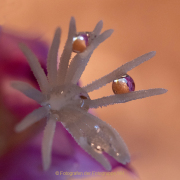 Monatsthema Wassertropfen - Fotografin Anne Jeuk