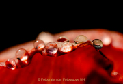 Monatsthema Wassertropfen - Fotografin Anne Jeuk