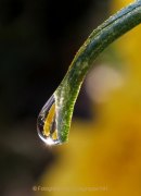 Monatsthema Wassertropfen - Fotografin Anne Jeuk