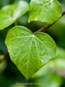 Monatsthema Wassertropfen - Fotograf Henry Mann