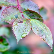Monatsthema Wassertropfen - Fotograf Henry Mann