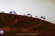 Monatsthema Wassertropfen - Fotografin Jutta R. Buchwald
