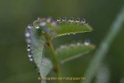 Monatsthema Wassertropfen - Fotografin Jutta R. Buchwald