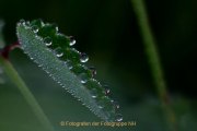 Monatsthema Wassertropfen - Fotografin Jutta R. Buchwald