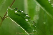 Monatsthema Wassertropfen - Fotografin Jutta R. Buchwald