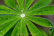 Monatsthema Wassertropfen - Fotograf Werner Ch. Buchwald