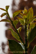 Monatsthema Wassertropfen - Fotograf Werner Ch. Buchwald