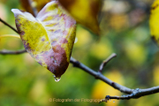 Monatsthema Wassertropfen - Fotograf Werner Ch. Buchwald
