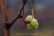 Monatsthema Wassertropfen - Fotograf Werner Ch. Buchwald