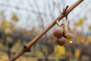 Monatsthema Wassertropfen - Fotograf Werner Ch. Buchwald