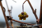Monatsthema Wassertropfen - Fotograf Werner Ch. Buchwald