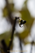 Monatsthema Wassertropfen - Fotograf Werner Ch. Buchwald