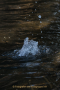 Monatsthema Wassertropfen - Fotograf Werner Ch. Buchwald