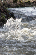 Monatsthema Wassertropfen - Fotograf Werner Ch. Buchwald