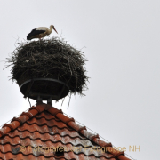 Monatsthema Froschperspektive - Fotograf Albert Wenz