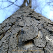 Monatsthema Froschperspektive - Fotograf Thomas Stähler