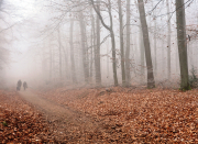 Nebel - Fotograf Albert Wenz