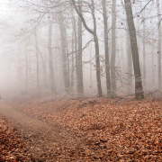 Nebel - Fotograf Albert Wenz
