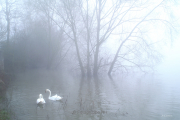 Nebel - Fotograf Joachim Clemens