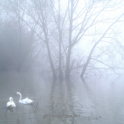 Nebel - Fotograf Joachim Clemens