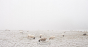 Nebel - Fotograf Thomas Stähler