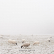 Nebel - Fotograf Thomas Stähler