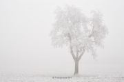 Nebel - Fotograf Thomas Stähler