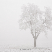 Nebel - Fotograf Thomas Stähler