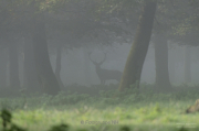 Nebel - Fotograf Clemens Schnitzler