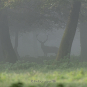 Nebel - Fotograf Clemens Schnitzler