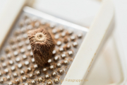 Monatsthema 'In der Küche' - Fotografin Jutta R. Buchwald
