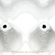 Monatsthema 'In der Küche' - Fotografin Nicole Gieseler