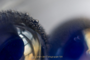 Monatsthema Spiel mit Glas und Wasser - Fotografin Jutta R. Buchwald