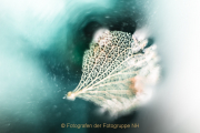 Monatsthema Spiel mit Glas und Wasser - Fotografin Jutta R. Buchwald