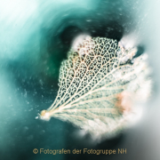 Monatsthema Spiel mit Glas und Wasser - Fotografin Jutta R. Buchwald