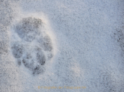 Monatsthema Weiss - Fotograf Albert Wenz