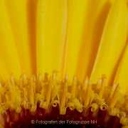 Monatsthema Gelb dominiert - Fotografin Anne Jeuk