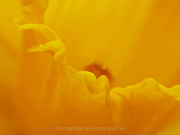 Monatsthema Gelb dominiert - Fotografin Anne Jeuk